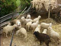 Island Amantani21